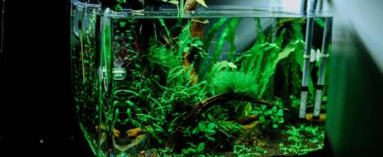 Aquascaping, czyli sztuka projektowania podwodnych ogrodów